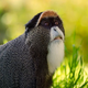 Illustration for article titled The De Brazza's Monkey: The Monkey With the Wizard Beard